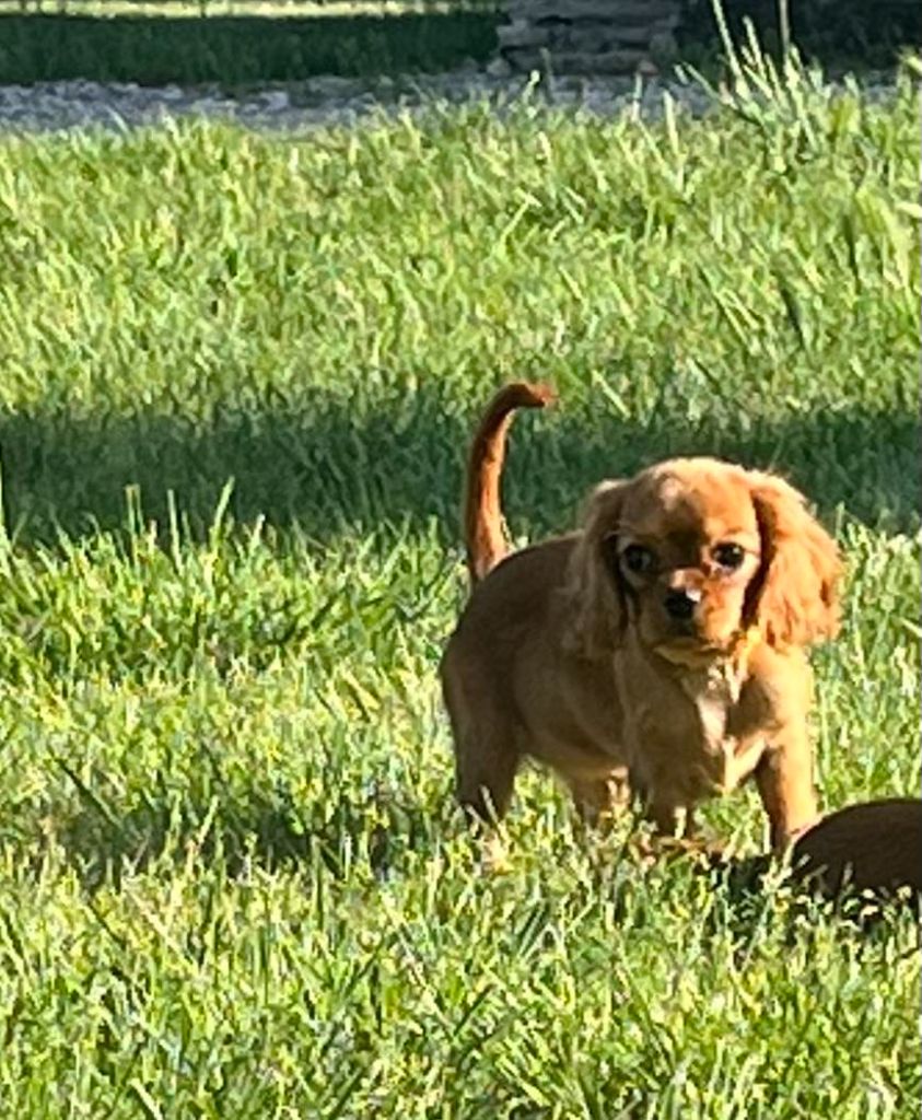 Elevage Du Mont D Amour Eleveur De Chiens Cavalier King Charles Spaniel