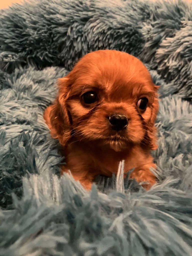 du mont d'amour - Chiot disponible  - Cavalier King Charles Spaniel