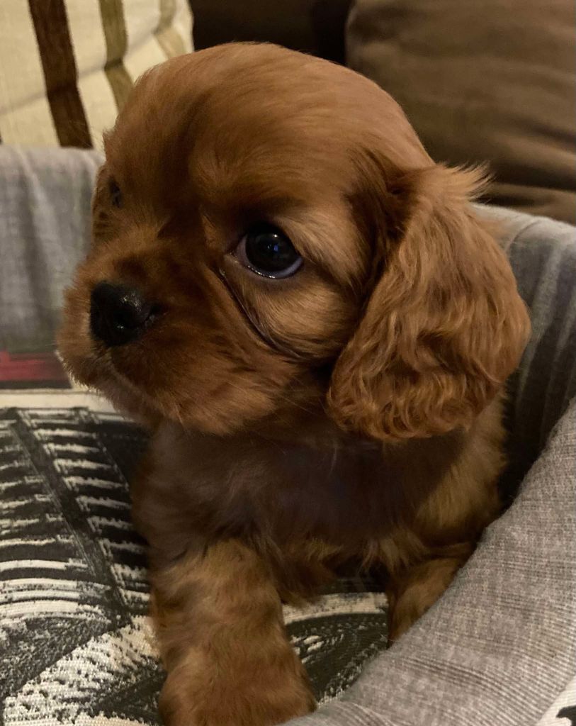 du mont d'amour - Chiot disponible  - Cavalier King Charles Spaniel