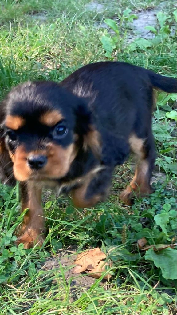 du mont d'amour - Chiot disponible  - Cavalier King Charles Spaniel