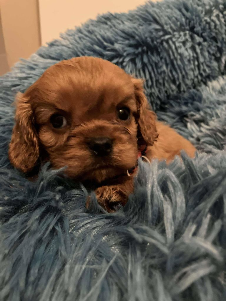 du mont d'amour - Chiot disponible  - Cavalier King Charles Spaniel