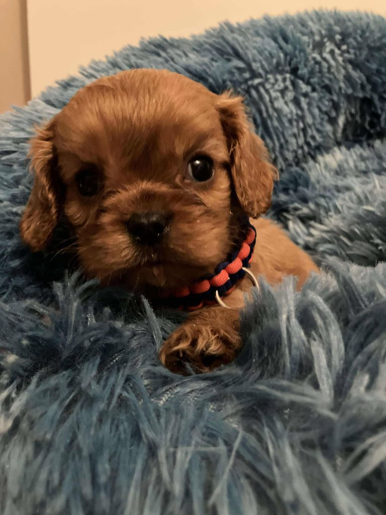 du mont d'amour - Chiot disponible  - Cavalier King Charles Spaniel