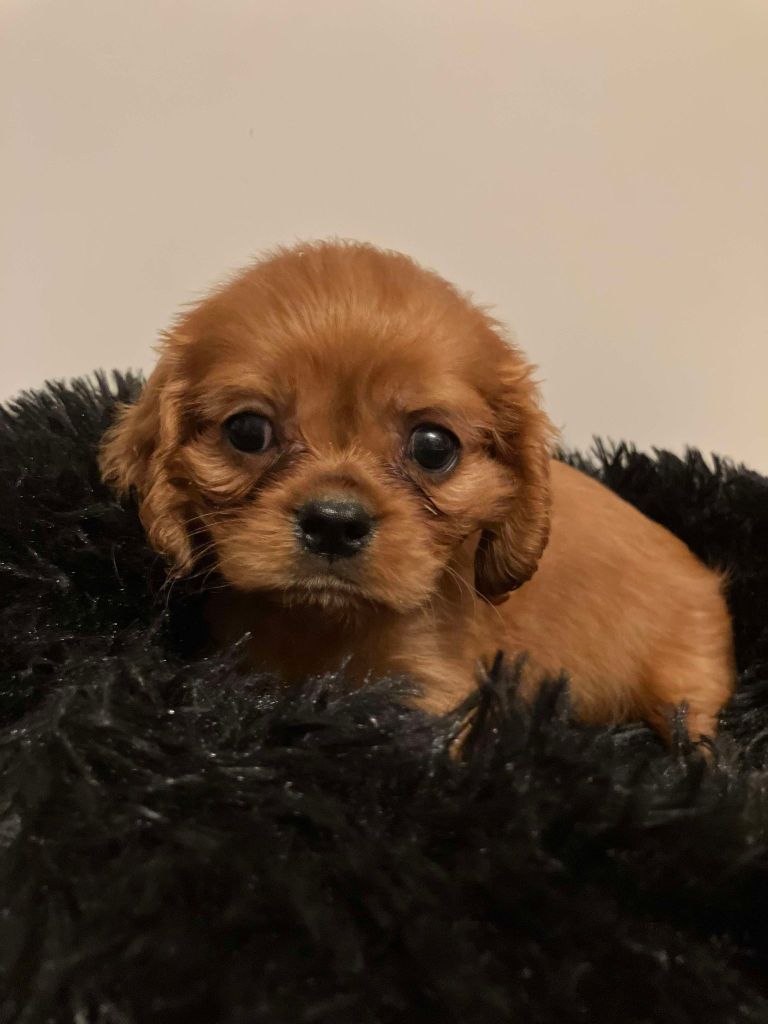 du mont d'amour - Chiot disponible  - Cavalier King Charles Spaniel