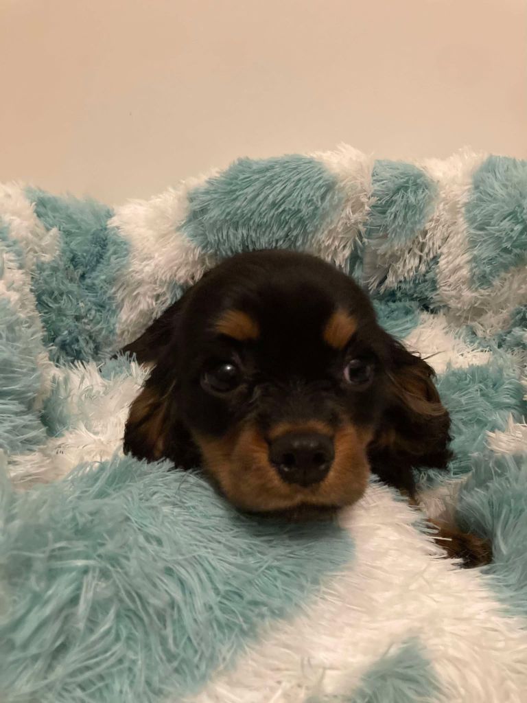 du mont d'amour - Chiot disponible  - Cavalier King Charles Spaniel