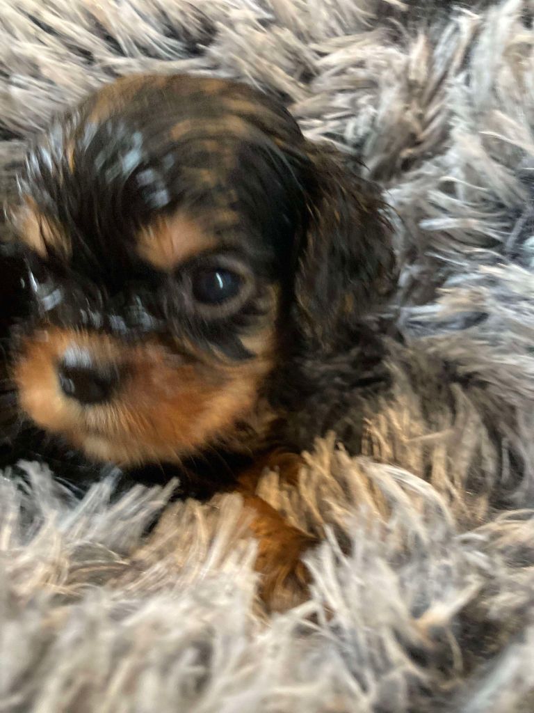 du mont d'amour - Chiot disponible  - Cavalier King Charles Spaniel