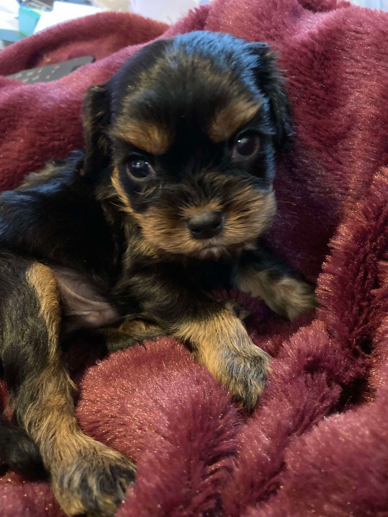 du mont d'amour - Chiot disponible  - Cavalier King Charles Spaniel