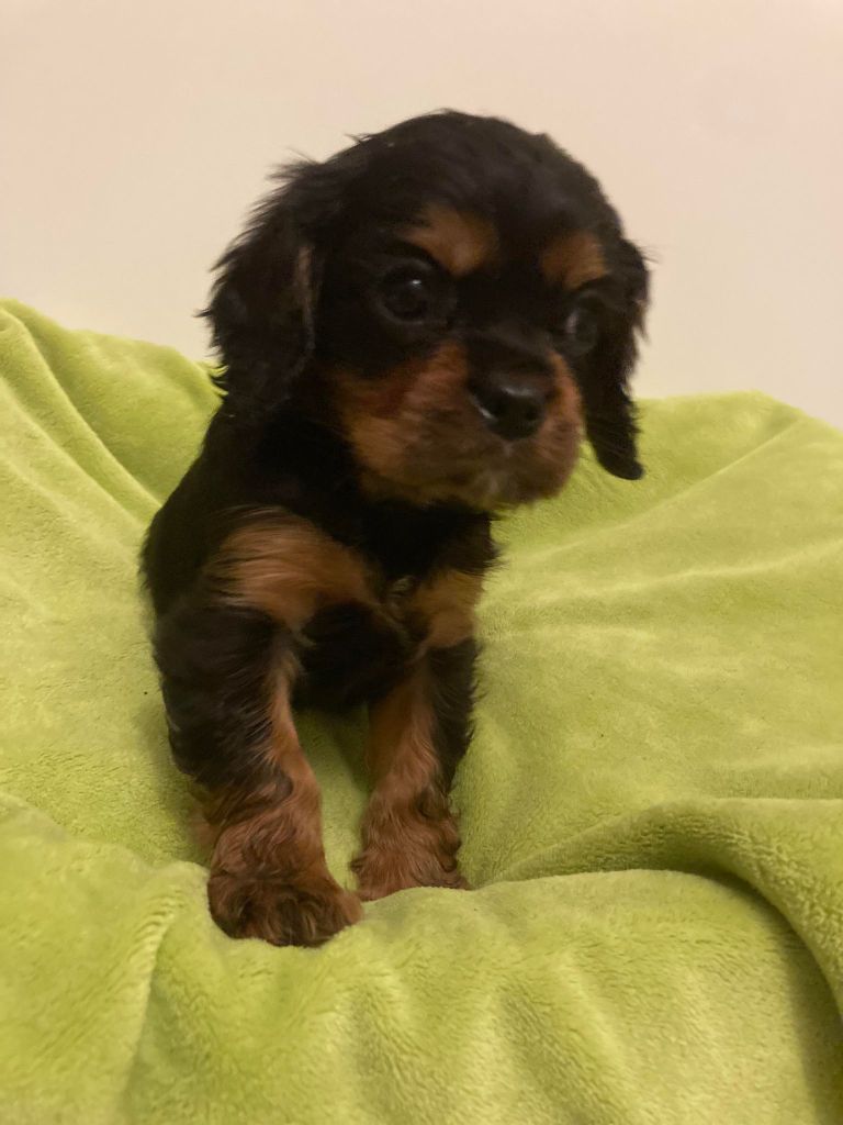 du mont d'amour - Chiot disponible  - Cavalier King Charles Spaniel