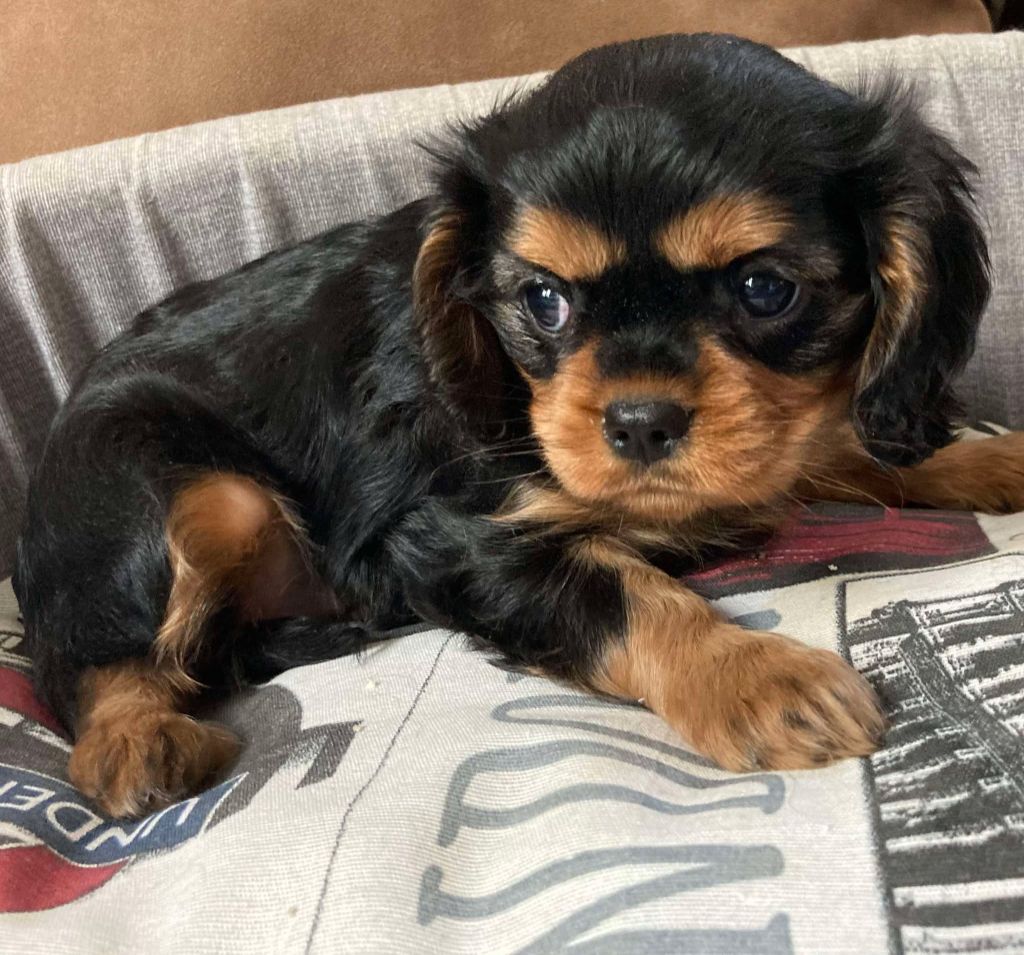 du mont d'amour - Chiot disponible  - Cavalier King Charles Spaniel