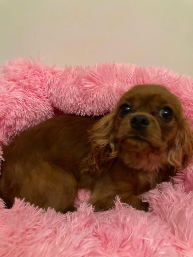 du mont d'amour - Chiot disponible  - Cavalier King Charles Spaniel