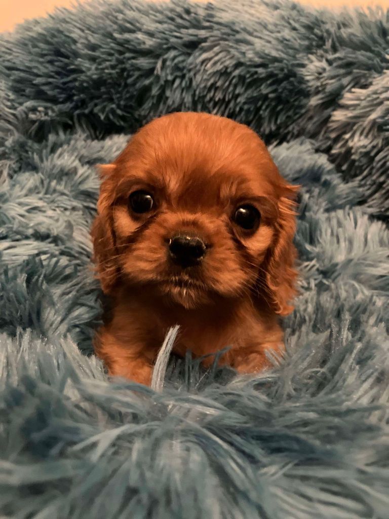 du mont d'amour - Chiot disponible  - Cavalier King Charles Spaniel