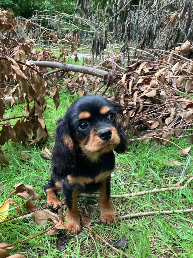 du mont d'amour - Chiot disponible  - Cavalier King Charles Spaniel