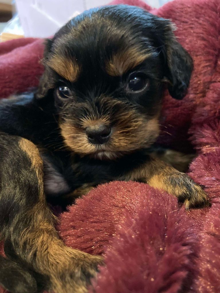 du mont d'amour - Chiot disponible  - Cavalier King Charles Spaniel