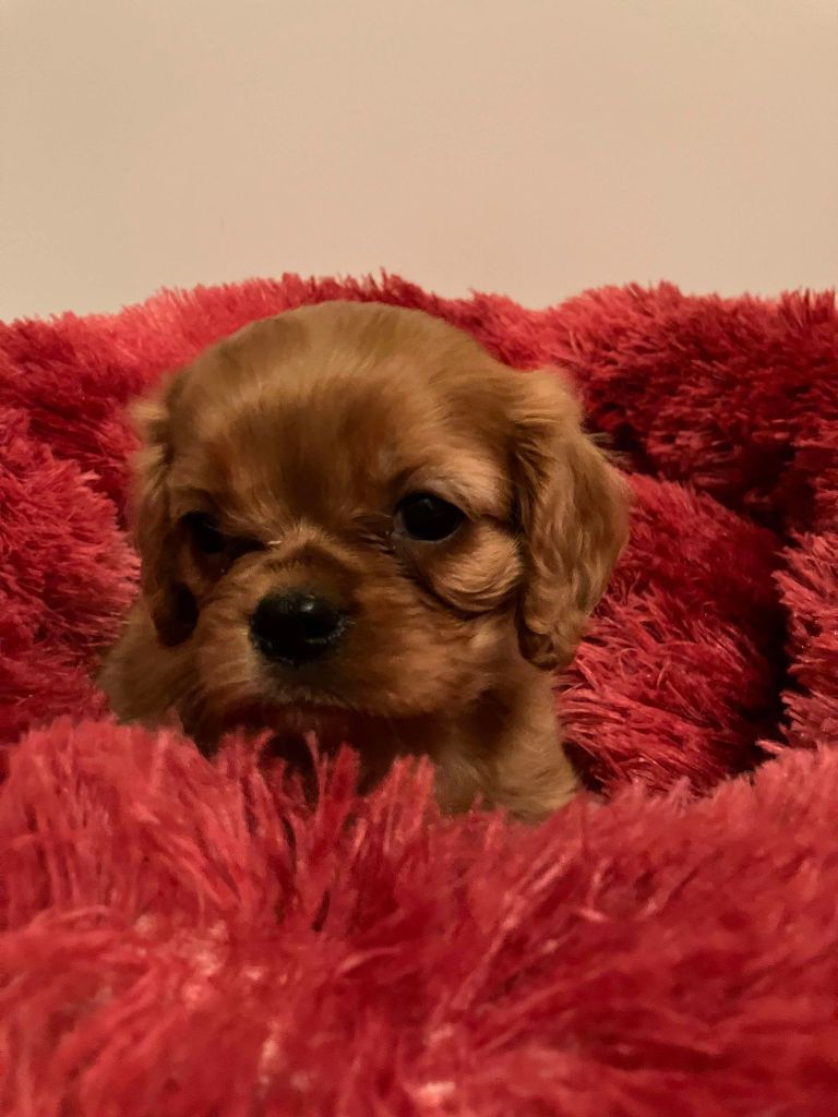 du mont d'amour - Chiot disponible  - Cavalier King Charles Spaniel