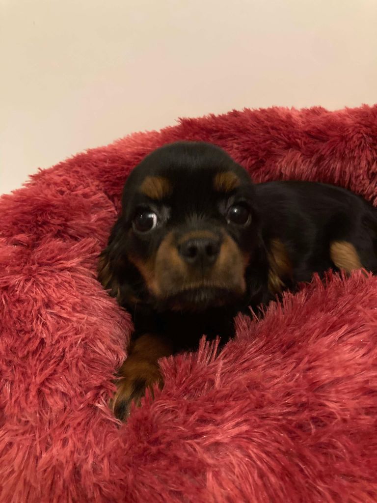 du mont d'amour - Chiot disponible  - Cavalier King Charles Spaniel