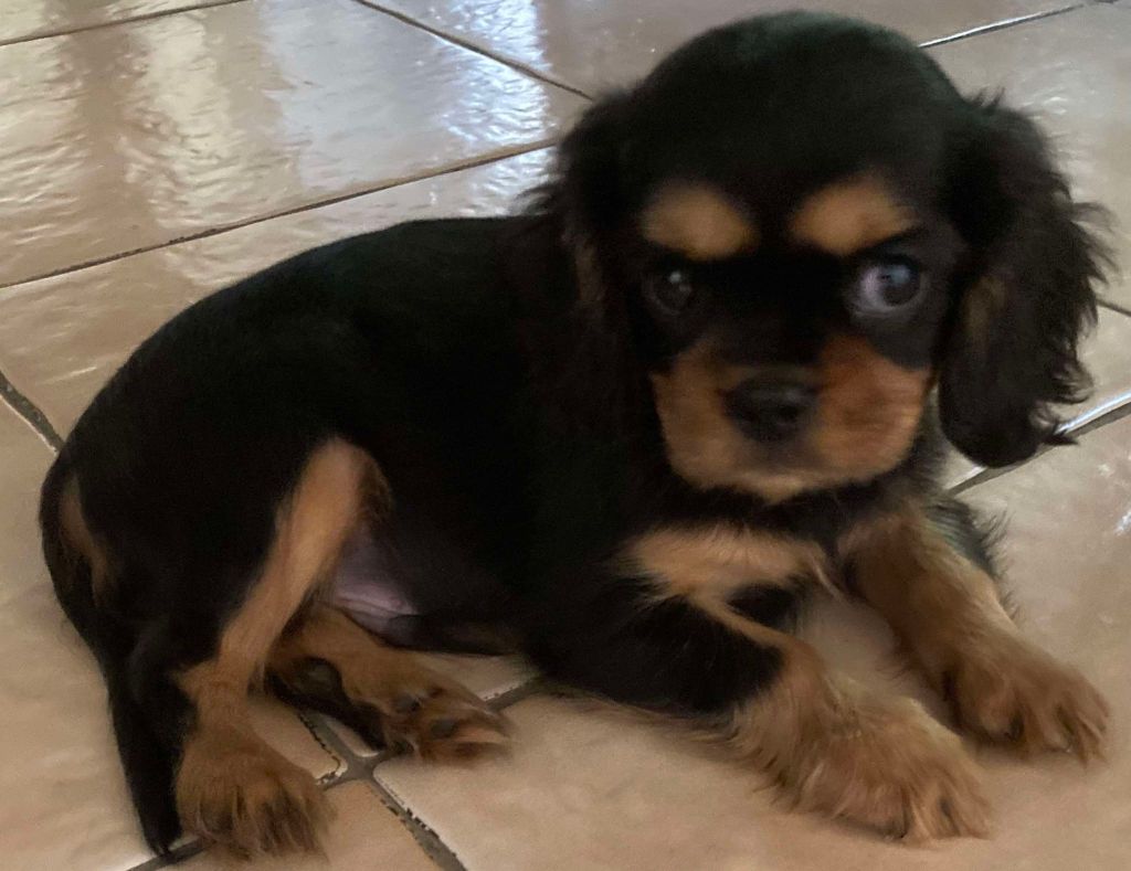 du mont d'amour - Chiot disponible  - Cavalier King Charles Spaniel