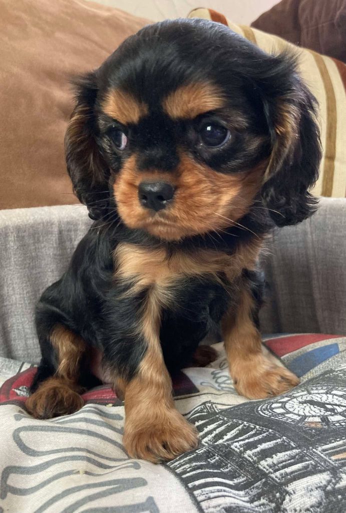 du mont d'amour - Chiot disponible  - Cavalier King Charles Spaniel