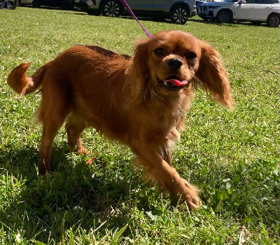 du mont d'amour - Cavalier King Charles Spaniel - Portée née le 14/07/2023