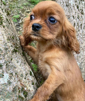 du mont d'amour - Cavalier King Charles Spaniel - Portée née le 09/08/2024