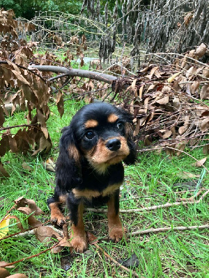 du mont d'amour - Cavalier King Charles Spaniel - Portée née le 07/11/2023