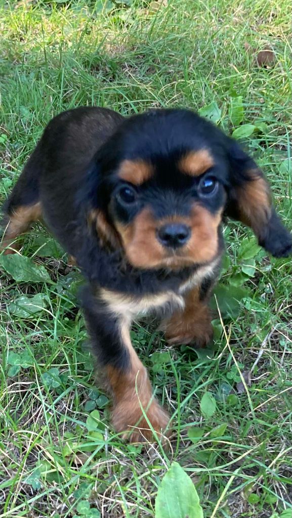 du mont d'amour - Chiot disponible  - Cavalier King Charles Spaniel