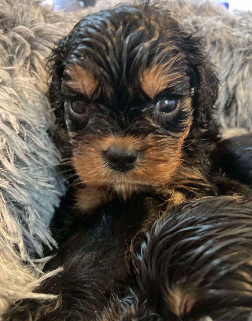 du mont d'amour - Chiot disponible  - Cavalier King Charles Spaniel