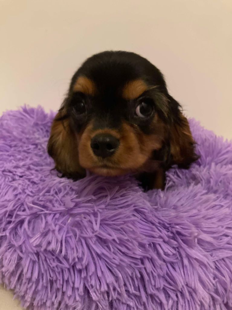 du mont d'amour - Chiot disponible  - Cavalier King Charles Spaniel