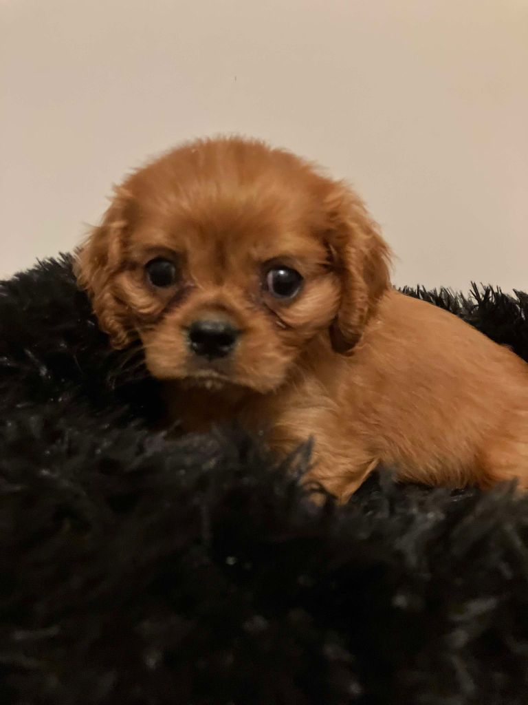 du mont d'amour - Chiot disponible  - Cavalier King Charles Spaniel