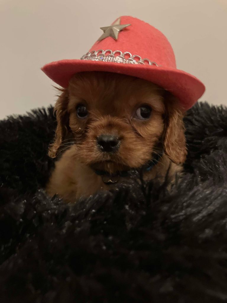 du mont d'amour - Chiot disponible  - Cavalier King Charles Spaniel