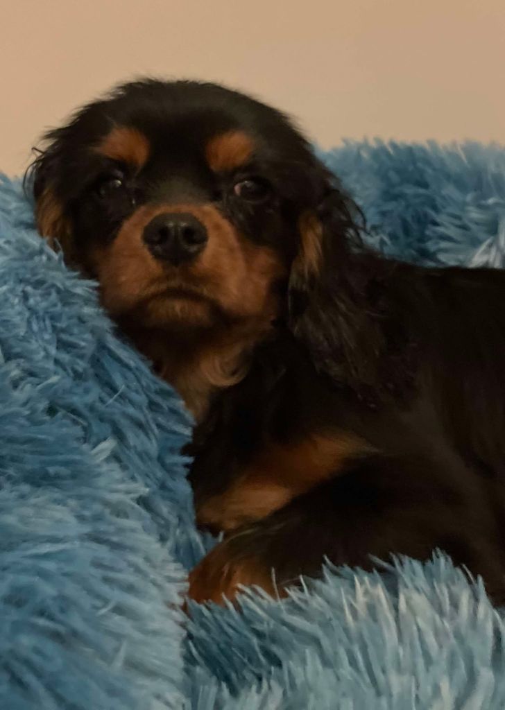 du mont d'amour - Chiot disponible  - Cavalier King Charles Spaniel