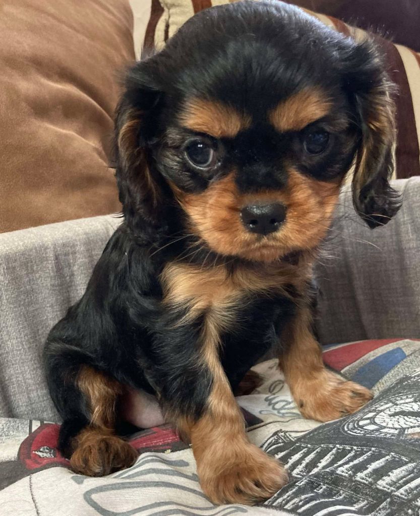 du mont d'amour - Chiot disponible  - Cavalier King Charles Spaniel