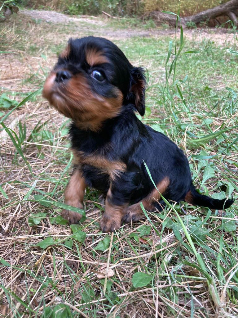 du mont d'amour - Chiot disponible  - Cavalier King Charles Spaniel