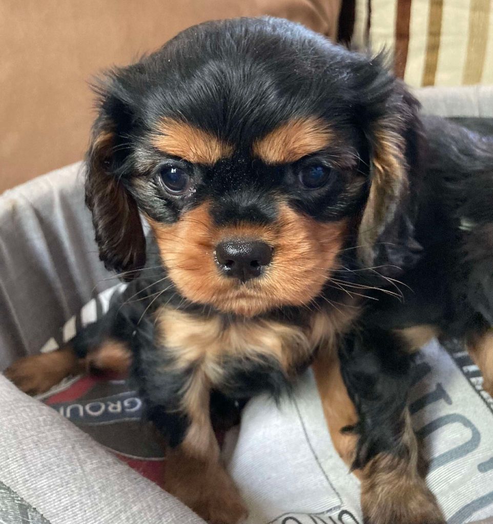 du mont d'amour - Chiot disponible  - Cavalier King Charles Spaniel