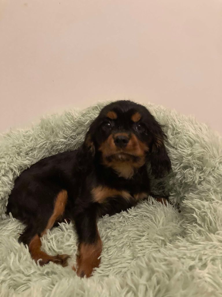 du mont d'amour - Chiot disponible  - Cavalier King Charles Spaniel