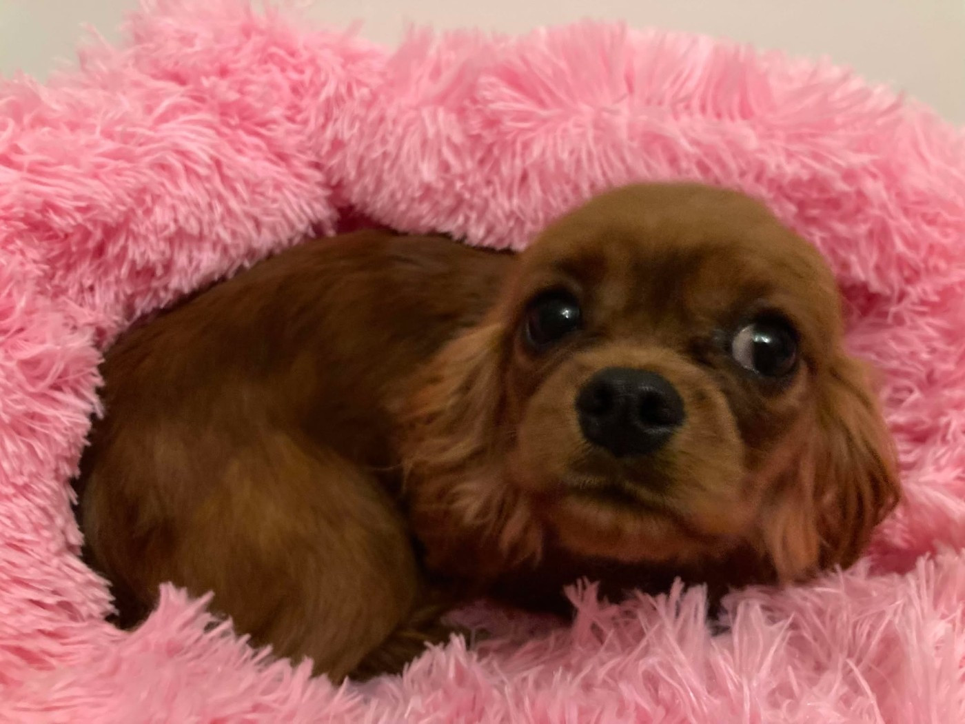 Verveine du mont d'amour