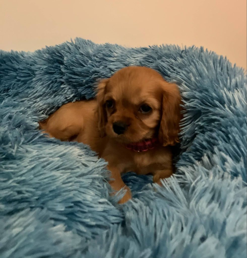 du mont d'amour - Chiots disponibles - Cavalier King Charles Spaniel