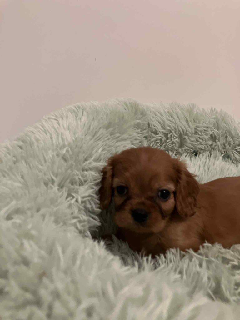 du mont d'amour - Chiots disponibles - Cavalier King Charles Spaniel