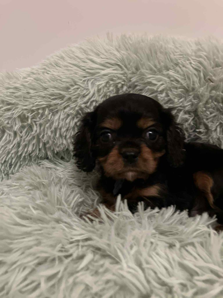 du mont d'amour - Chiots disponibles - Cavalier King Charles Spaniel