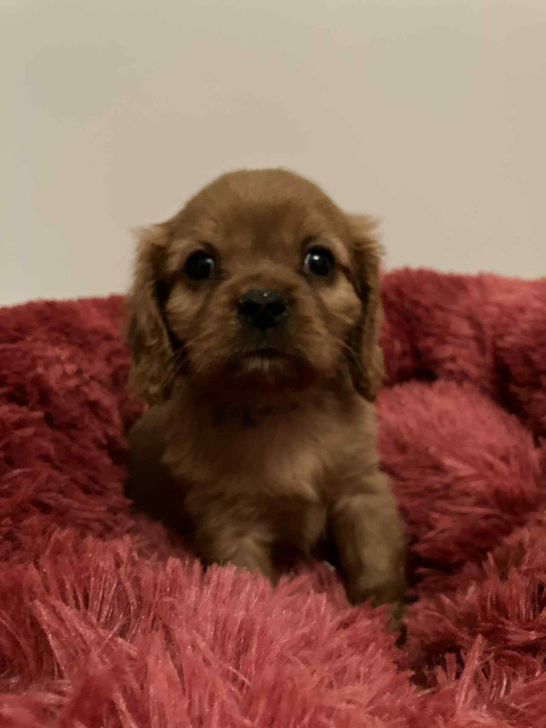 du mont d'amour - Chiots disponibles - Cavalier King Charles Spaniel