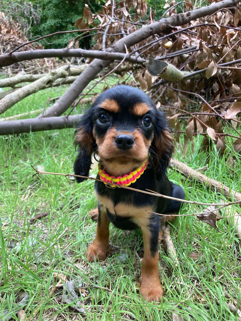 du mont d'amour - Chiots disponibles - Cavalier King Charles Spaniel