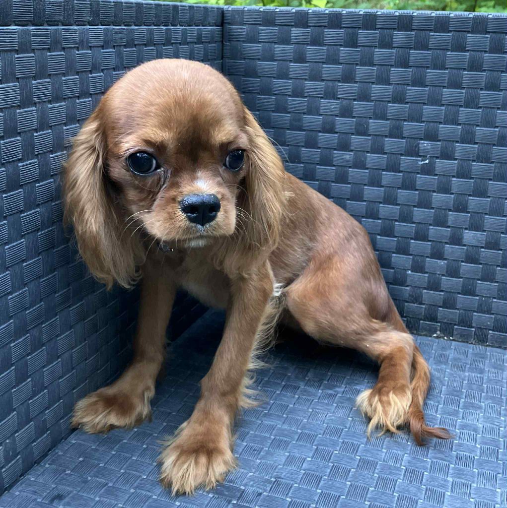 du mont d'amour - Chiots disponibles - Cavalier King Charles Spaniel
