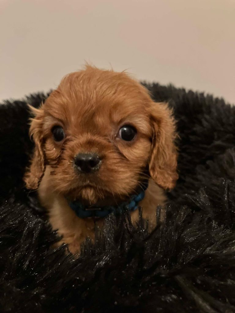du mont d'amour - Chiots disponibles - Cavalier King Charles Spaniel