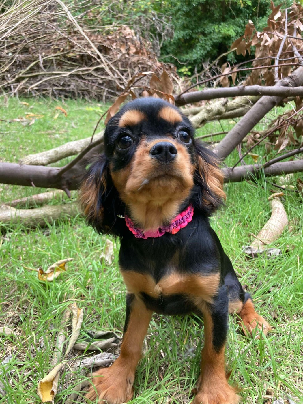 du mont d'amour - Chiots disponibles - Cavalier King Charles Spaniel