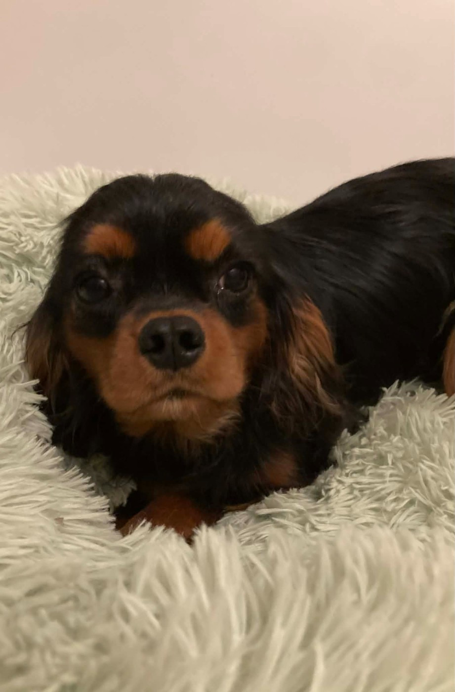 du mont d'amour - Chiots disponibles - Cavalier King Charles Spaniel