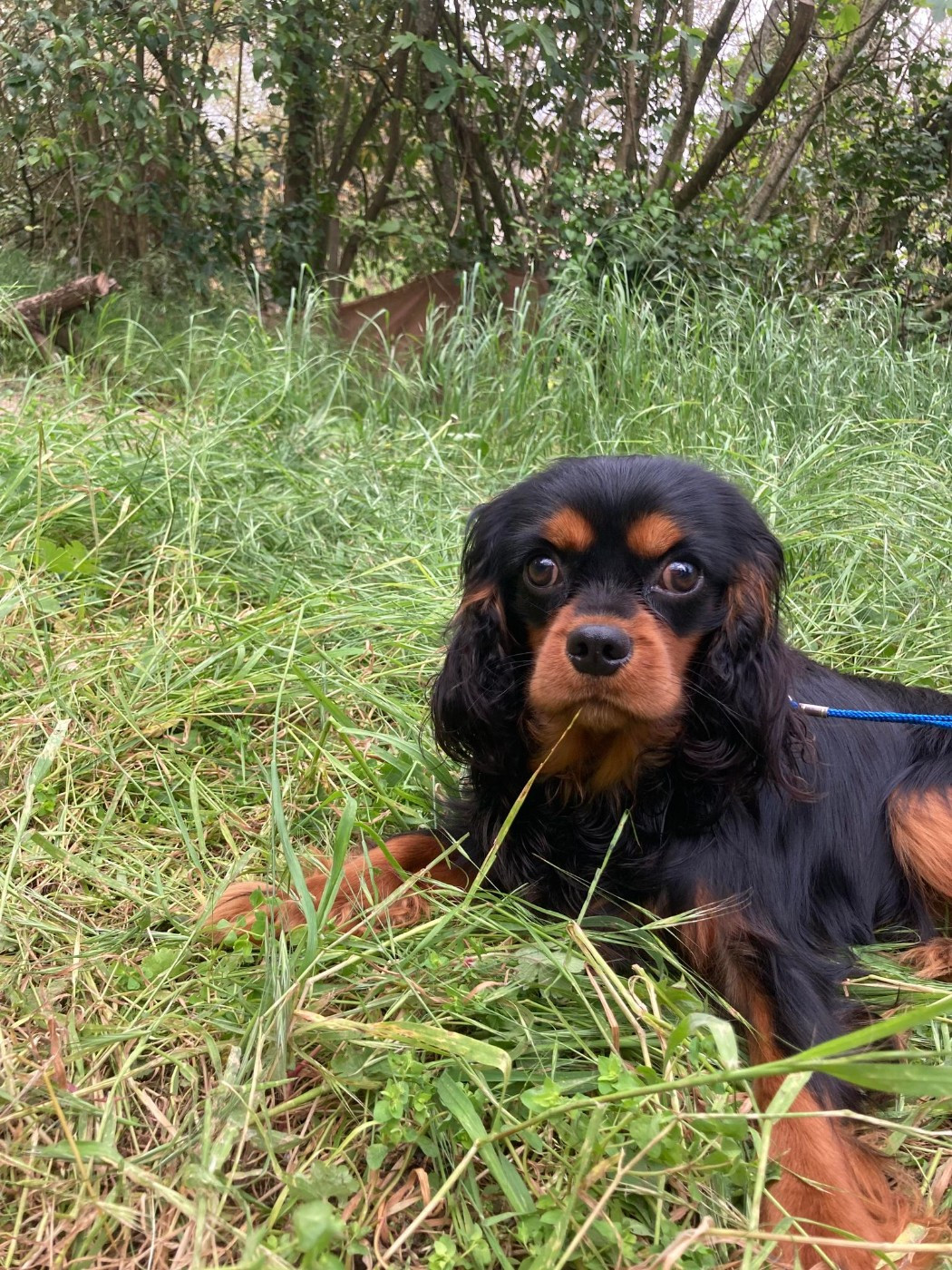du mont d'amour - Chiots disponibles - Cavalier King Charles Spaniel