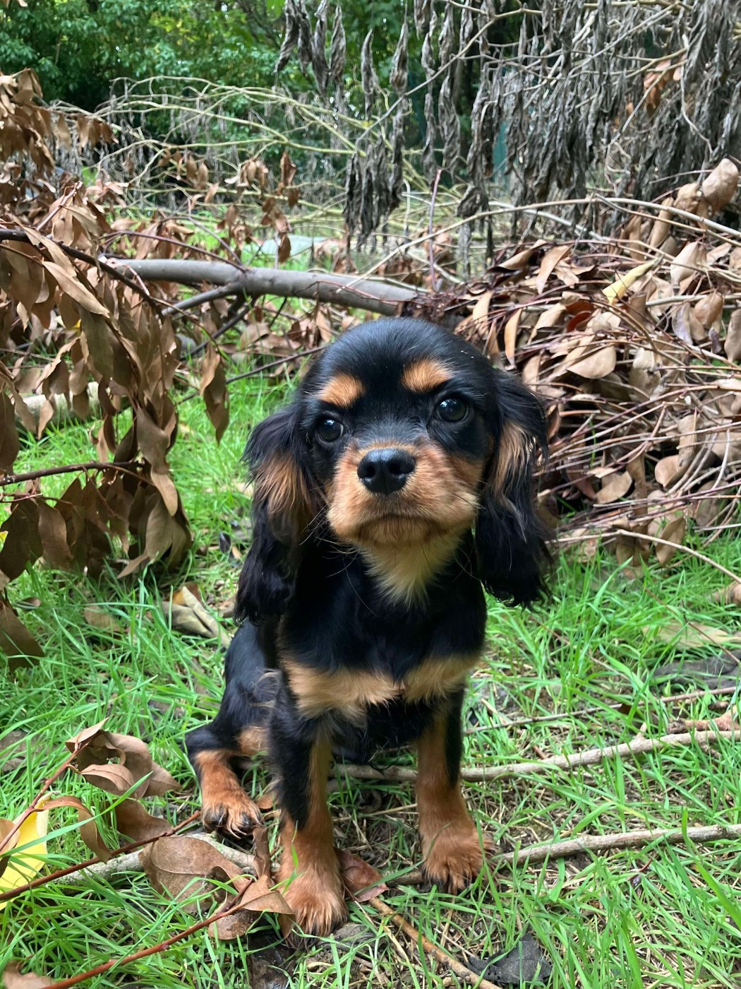 du mont d'amour - Chiots disponibles - Cavalier King Charles Spaniel