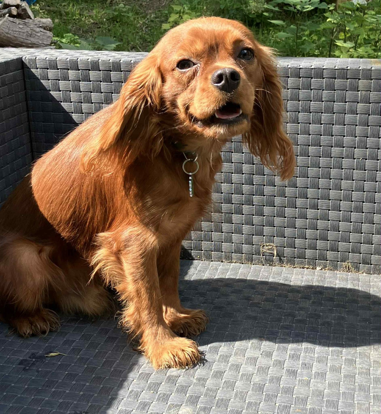 du mont d'amour - Chiots disponibles - Cavalier King Charles Spaniel