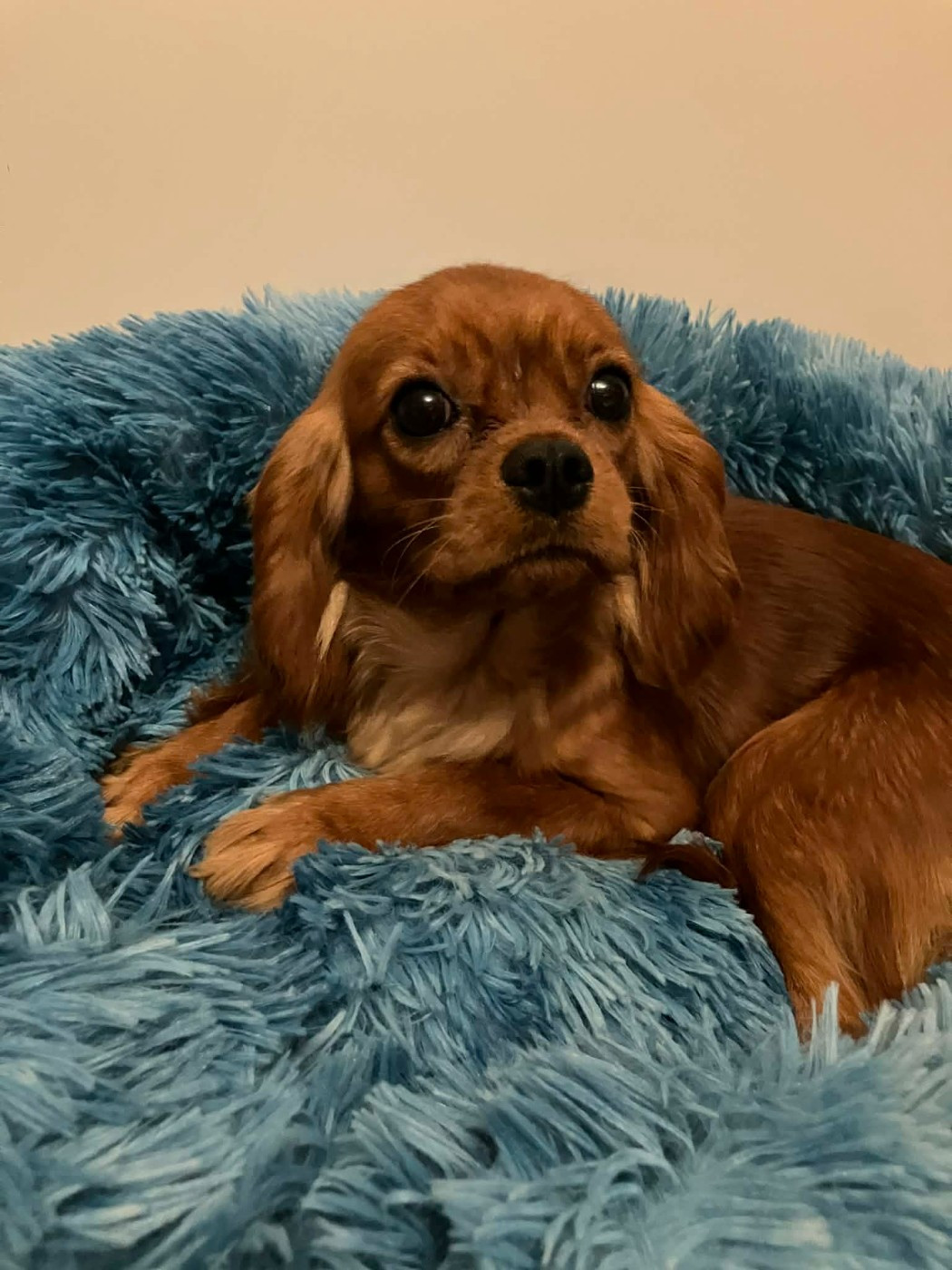 du mont d'amour - Chiots disponibles - Cavalier King Charles Spaniel