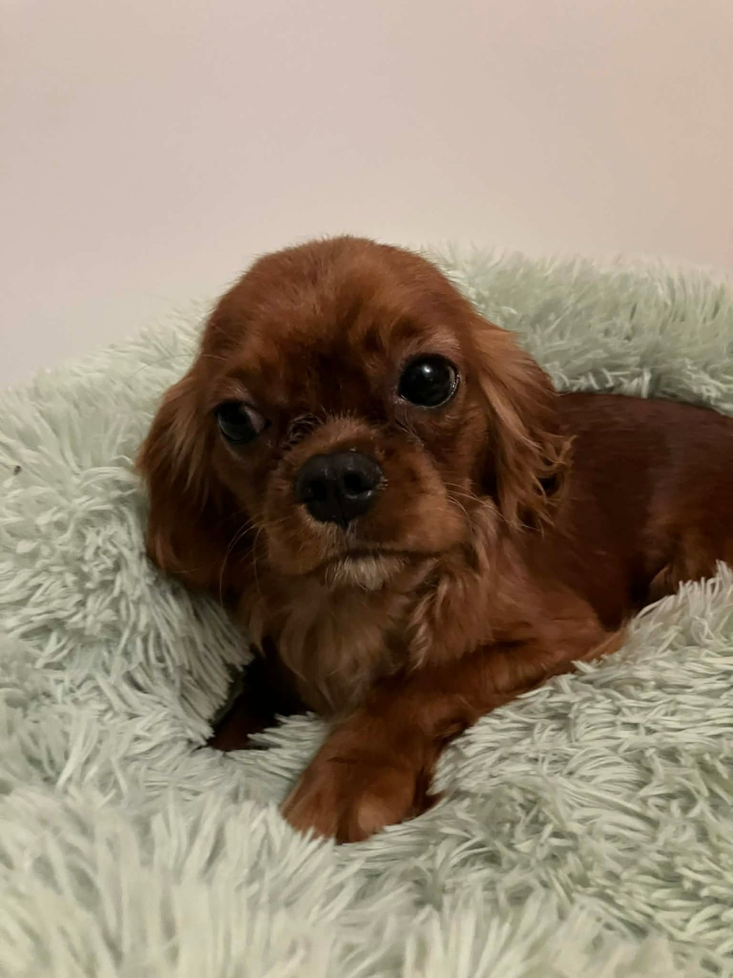 du mont d'amour - Chiots disponibles - Cavalier King Charles Spaniel