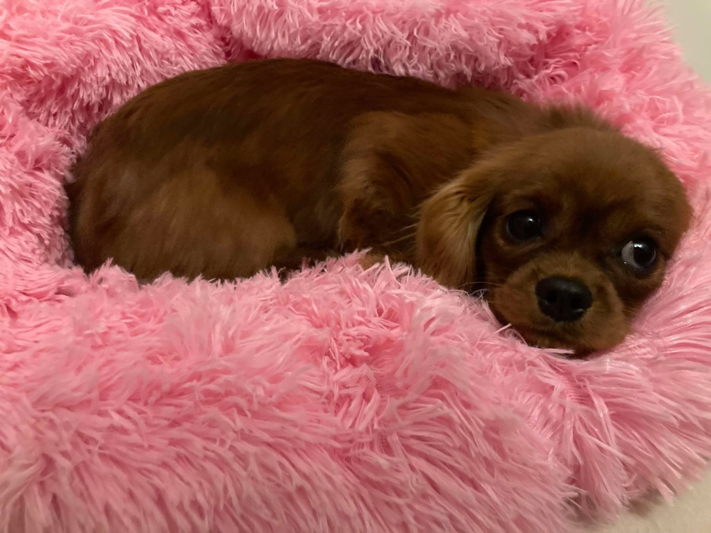 du mont d'amour - Chiots disponibles - Cavalier King Charles Spaniel