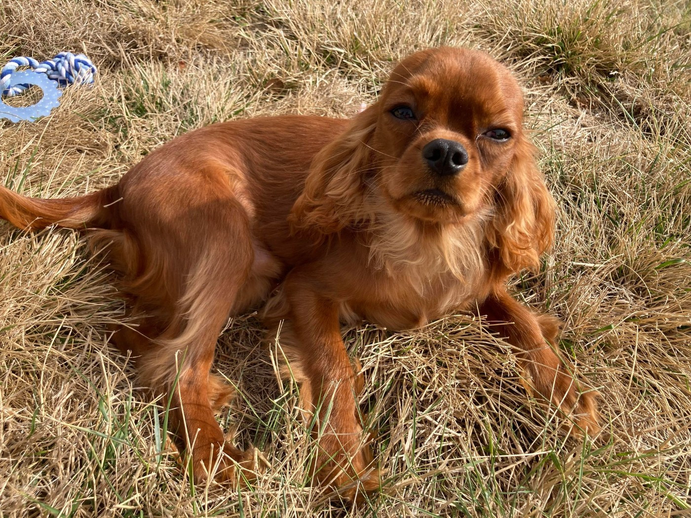 du mont d'amour - Chiots disponibles - Cavalier King Charles Spaniel